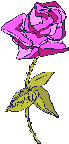 :roseoct