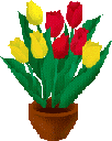 :tulipe